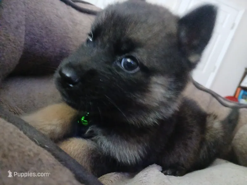 Bear – German Shepherd Dog puppy for sale in Chickamauga, GA