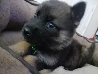 Bear, a male German Shepherd Dog for sale in Chickamauga, GA – 1 of 3