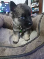 Bear, a male German Shepherd Dog for sale in Chickamauga, GA – 2 of 3