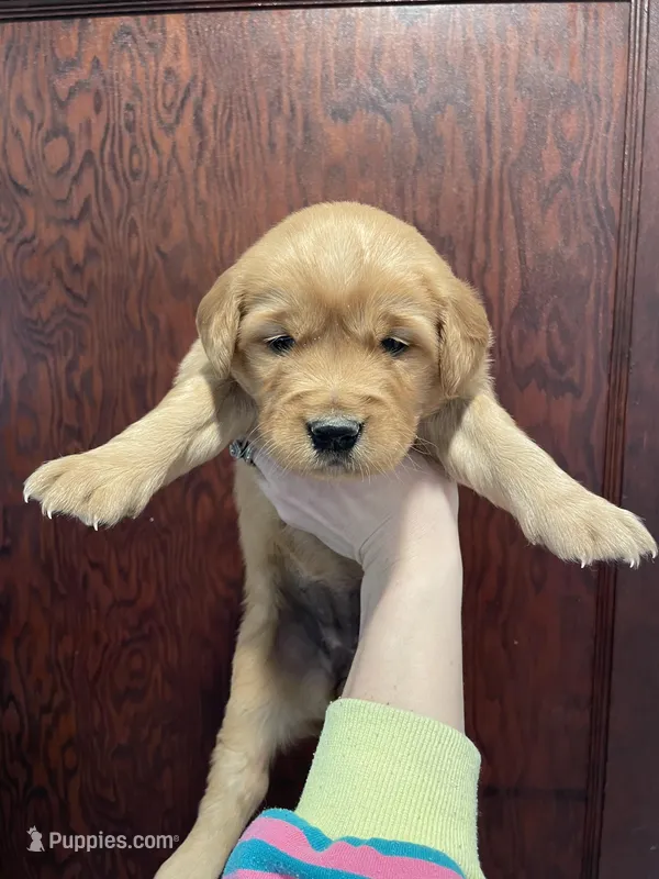Poppy  – Golden Retriever puppy for sale in Cassopolis, MI