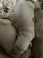 Poppy , a female Golden Retriever for sale in Cassopolis, MI – Photo 2 of 8