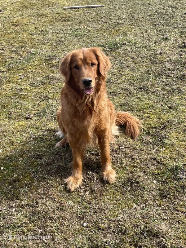 Poppy  – Golden Retriever puppy for sale in Cassopolis, MI