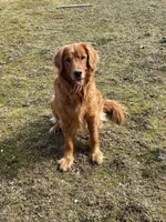 Poppy , a female Golden Retriever for sale in Cassopolis, MI – Photo 8 of 8