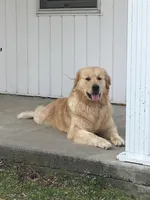 Poppy , a female Golden Retriever for sale in Cassopolis, MI – Photo 5 of 8