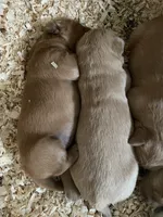 Poppy , a female Golden Retriever for sale in Cassopolis, MI – Photo 4 of 8