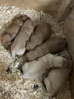 Poppy , a female Golden Retriever for sale in Cassopolis, MI – Photo 1 of 8