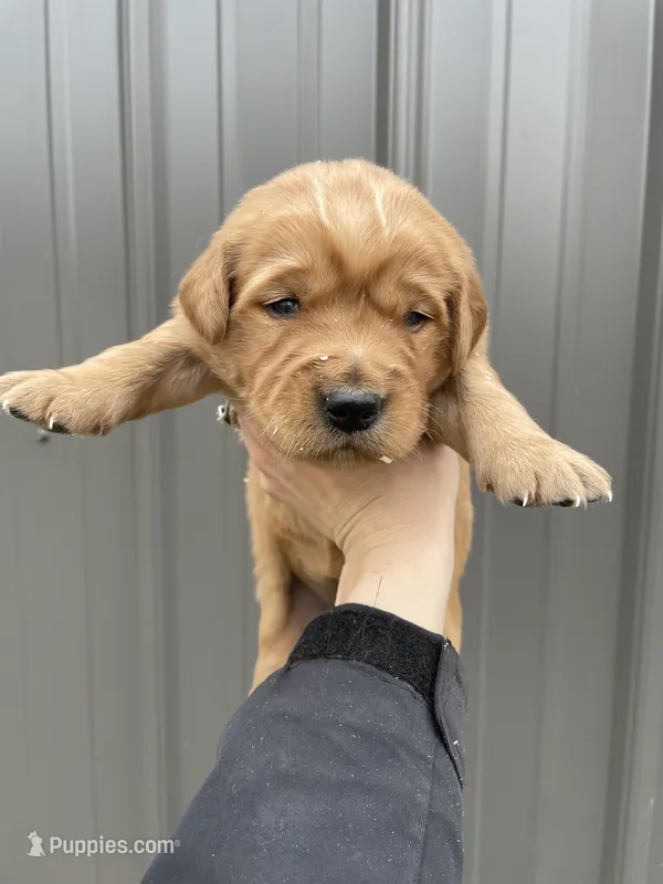 Poppy  – Golden Retriever puppy for sale in Cassopolis, MI
