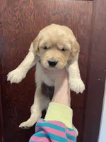 Sofie , a female Golden Retriever for sale in Cassopolis, MI – Photo 1 of 3