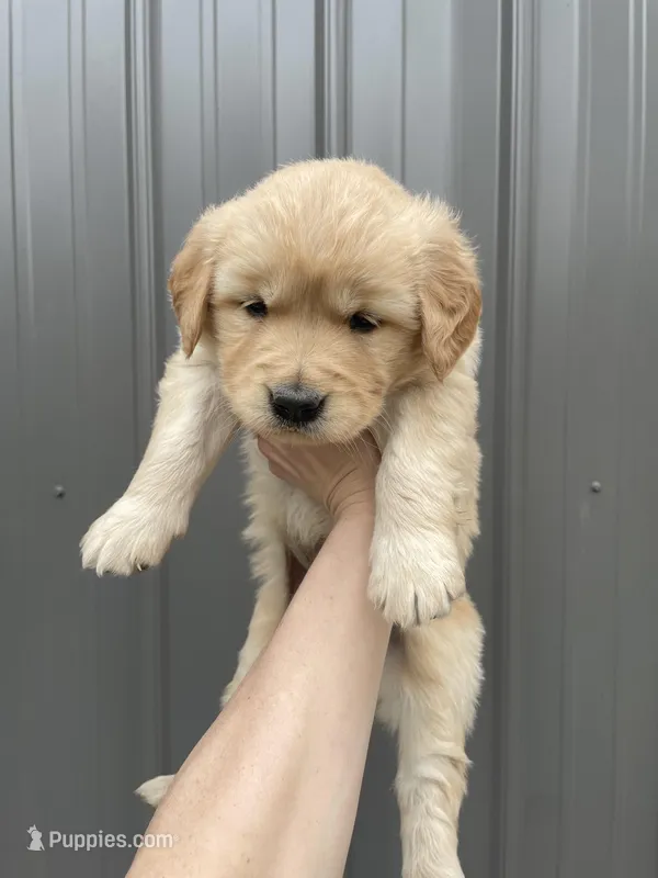Sofie  – Golden Retriever puppy for sale in Cassopolis, MI