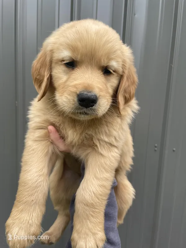 Sofie  – Golden Retriever puppy for sale in Cassopolis, MI