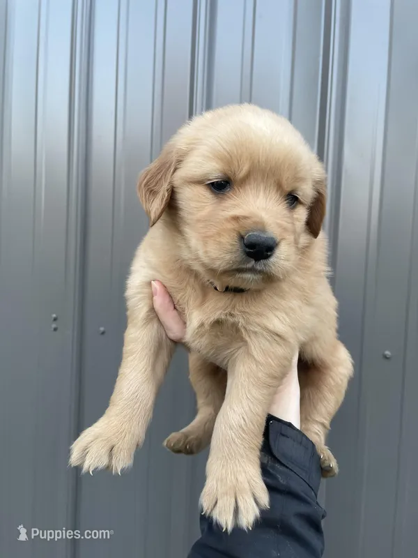 Sofie  – Golden Retriever puppy for sale in Cassopolis, MI