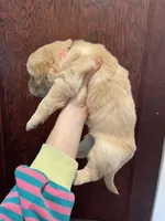 Sofie , a female Golden Retriever for sale in Cassopolis, MI – Photo 3 of 3