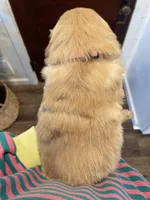 Sofie , a female Golden Retriever for sale in Cassopolis, MI – Photo 2 of 3