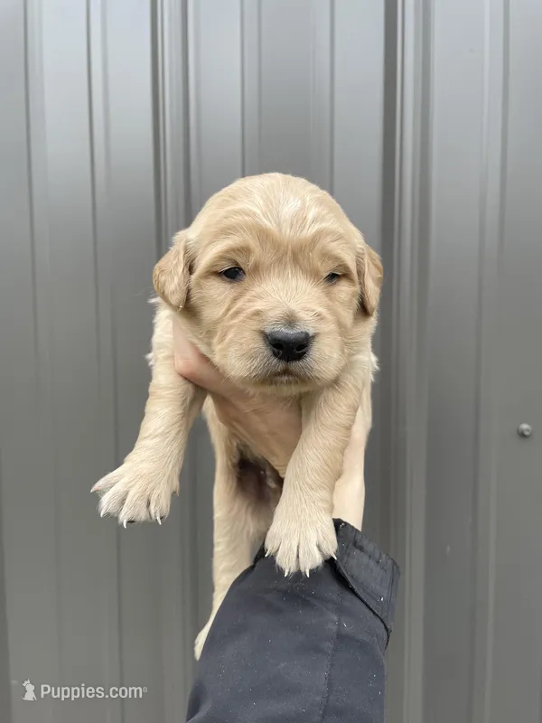Marley  – Golden Retriever puppy for sale in Cassopolis, MI