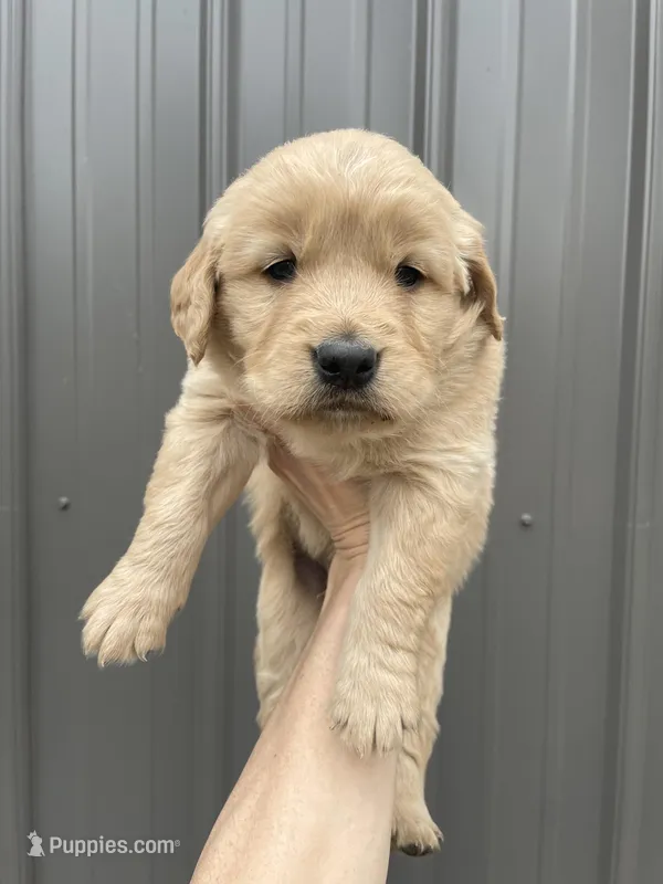 Marley  – Golden Retriever puppy for sale in Cassopolis, MI