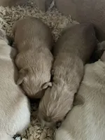 Marley , a male Golden Retriever for sale in Cassopolis, MI – Photo 4 of 6