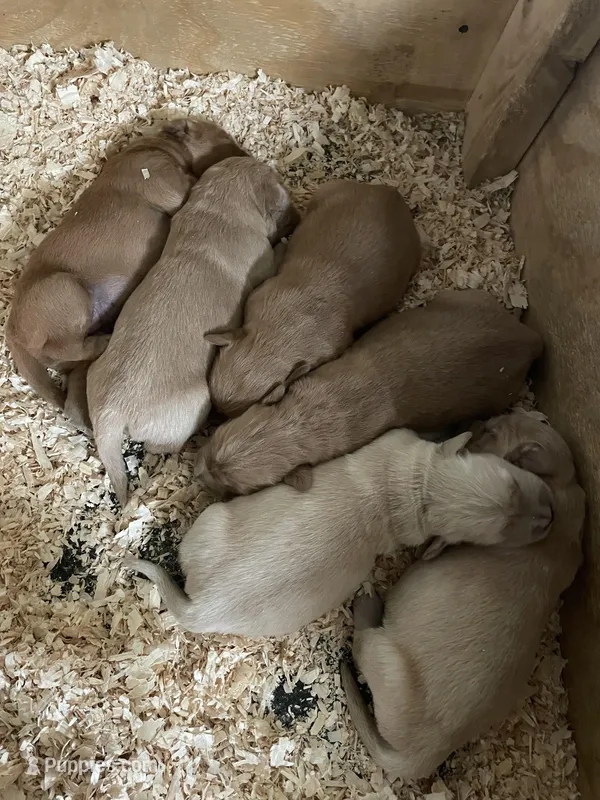 Marley , a male Golden Retriever for sale in Cassopolis, MI – Photo 1 of 6