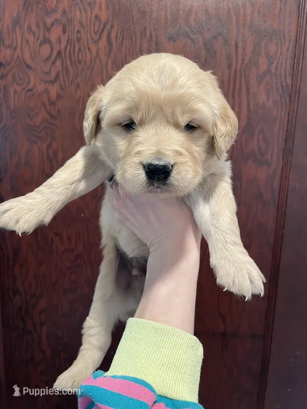 Marley  – Golden Retriever puppy for sale in Cassopolis, MI