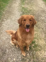 Marley , a male Golden Retriever for sale in Cassopolis, MI – Photo 6 of 6