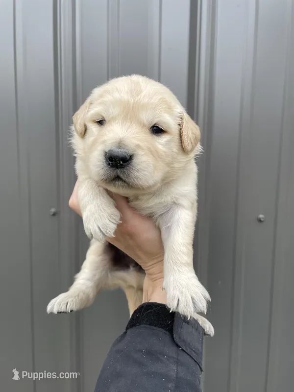 Hunter  – Golden Retriever puppy for sale in Cassopolis, MI
