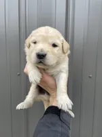 Hunter , a male Golden Retriever for sale in Cassopolis, MI – Photo 1 of 5