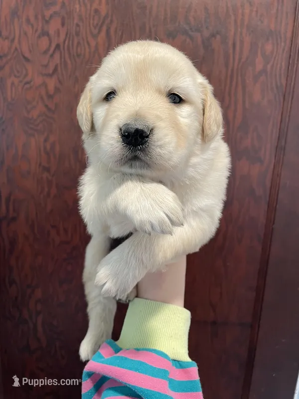 Hunter  – Golden Retriever puppy for sale in Cassopolis, MI