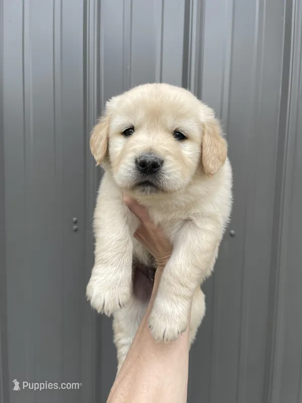Hunter  – Golden Retriever puppy for sale in Cassopolis, MI