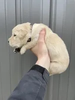 Hunter , a male Golden Retriever for sale in Cassopolis, MI – Photo 2 of 5