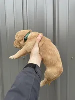 Marlo , a male Golden Retriever for sale in Cassopolis, MI – Photo 2 of 5