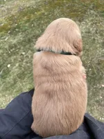 Marlo , a male Golden Retriever for sale in Cassopolis, MI – Photo 3 of 5