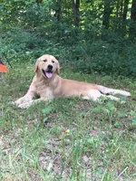 Marlo , a male Golden Retriever for sale in Cassopolis, MI – Photo 4 of 5