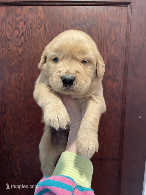 Marlo  – Golden Retriever puppy for sale in Cassopolis, MI