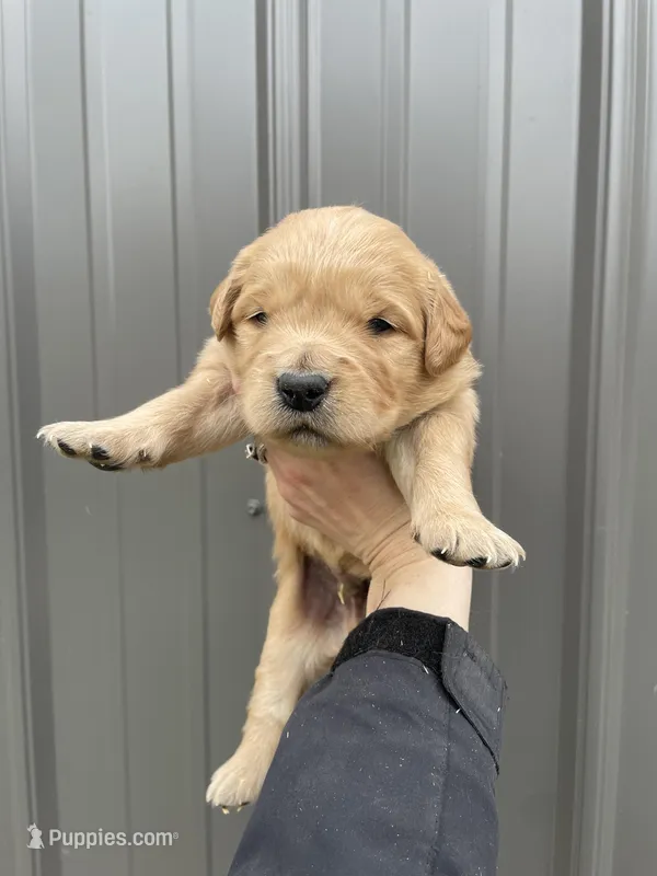 Marlo  – Golden Retriever puppy for sale in Cassopolis, MI