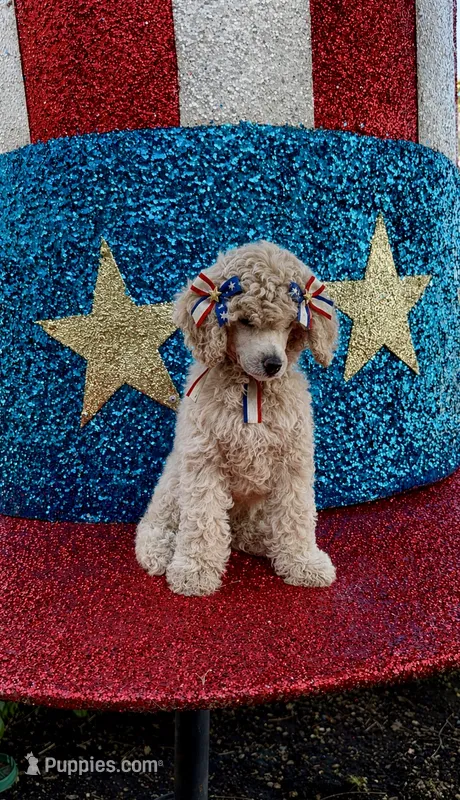 Princess Dipsey. – Poodle - Standard  puppy for sale in Houston, TX