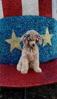 Princess Dipsey., a female Poodle - Standard  for sale in Houston, TX – 1 of 2