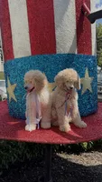 Princess Dipsey., a female Poodle - Standard  for sale in Houston, TX – 2 of 2