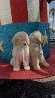 Princess Delilah , a female Poodle - Standard  for sale in Houston, TX – 2 of 2