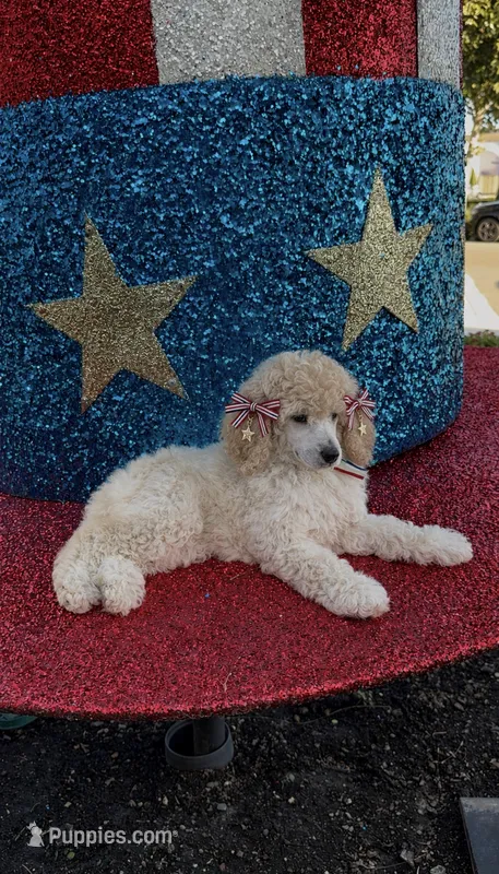 Princess Delilah  – Poodle - Standard  puppy for sale in Houston, TX