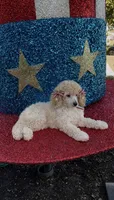 Princess Delilah , a female Poodle - Standard  for sale in Houston, TX – 1 of 2