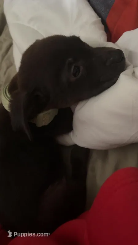 Riot – Labrador Retriever puppy for sale in Huntsville, AL