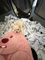 ceylon, a male Maltipoo and Pomeranian for sale in Ontario, CA – Photo 3 of 3