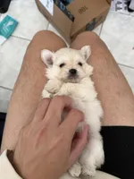 ceylon, a male Maltipoo and Pomeranian for sale in Ontario, CA – Photo 1 of 3