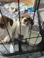 Sherlock, a male Jack Russell Terrier for sale in Rising Sun, MD – 9 of 9