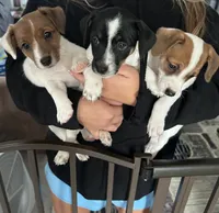 Sherlock, a male Jack Russell Terrier for sale in Rising Sun, MD – 3 of 9