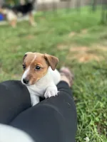 Sherlock, a male Jack Russell Terrier for sale in Rising Sun, MD – 1 of 9