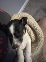 Watson , a male Jack Russell Terrier for sale in Rising Sun, MD – 4 of 4