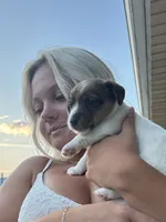 Sherlock, a male Jack Russell Terrier for sale in Rising Sun, MD – 5 of 9