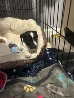 Watson , a male Jack Russell Terrier for sale in Rising Sun, MD – 3 of 4