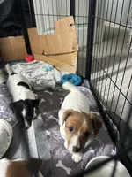 Sherlock, a male Jack Russell Terrier for sale in Rising Sun, MD – 7 of 9