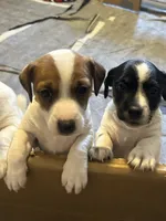 Watson , a male Jack Russell Terrier for sale in Rising Sun, MD – 2 of 4